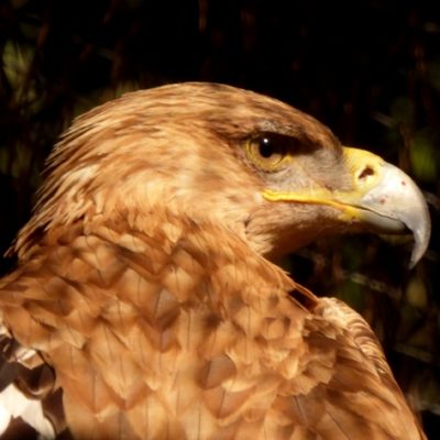 aguila-imperial_13-3117_001