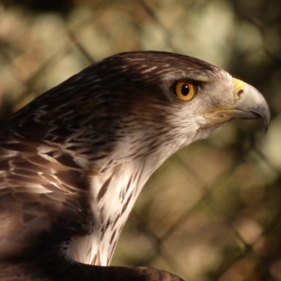 aguila-perdicera_001