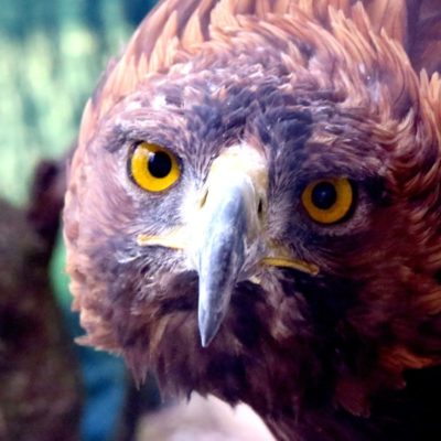 aguila-real