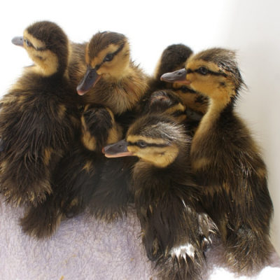 Liberacion_patitos_001