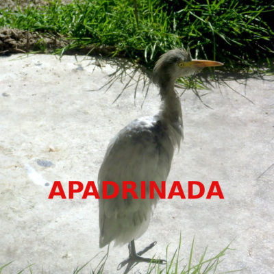 Garcilla-bueyera_apadrinada