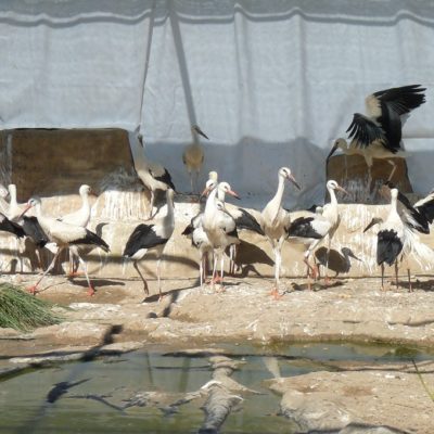 pollos de cigüeña