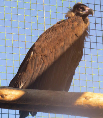 Arzá