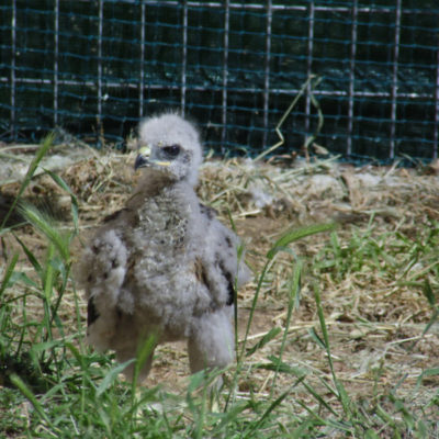 ratonero_19_2170
