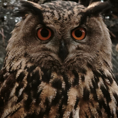 Ninox